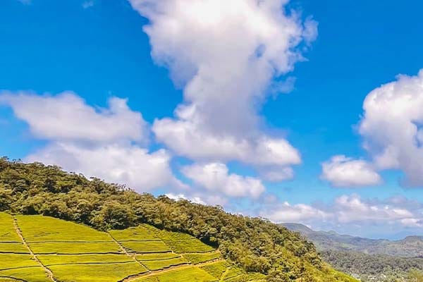 <span>Day 2 </span>Munnar Sightseeing