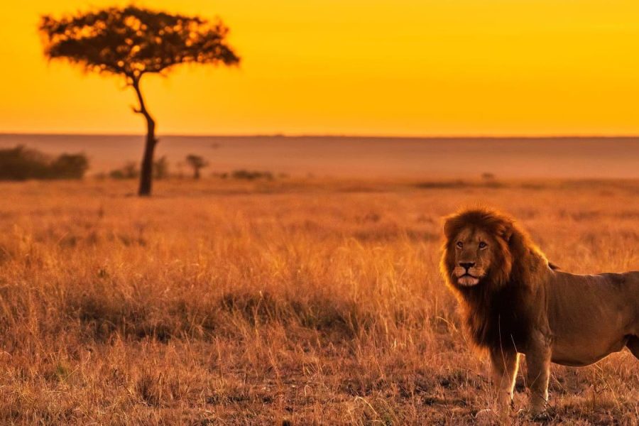 Discover Kenya’s Wild Spirit with Travelmoon International!