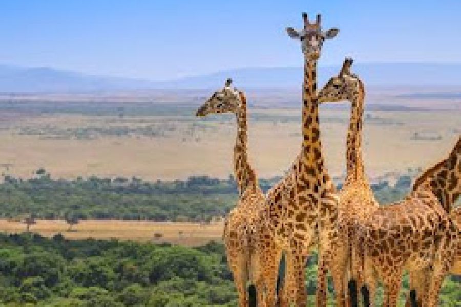 Masai Mara Safari Adventure