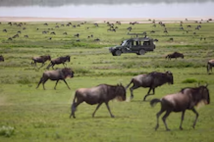 Romance with Wildlife