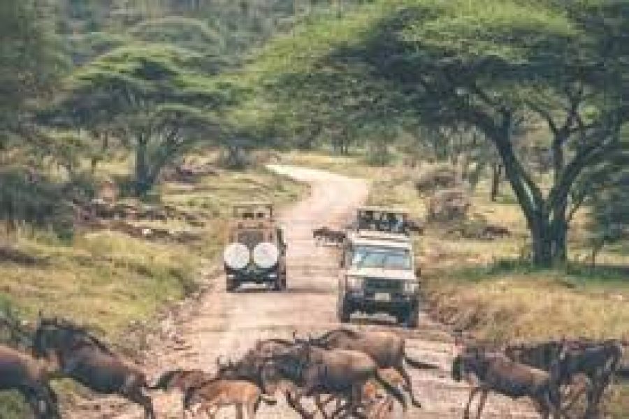 11-Day Kenya and Tanzania Safari