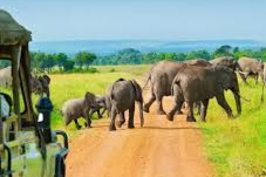 Grand Safari of Kenya