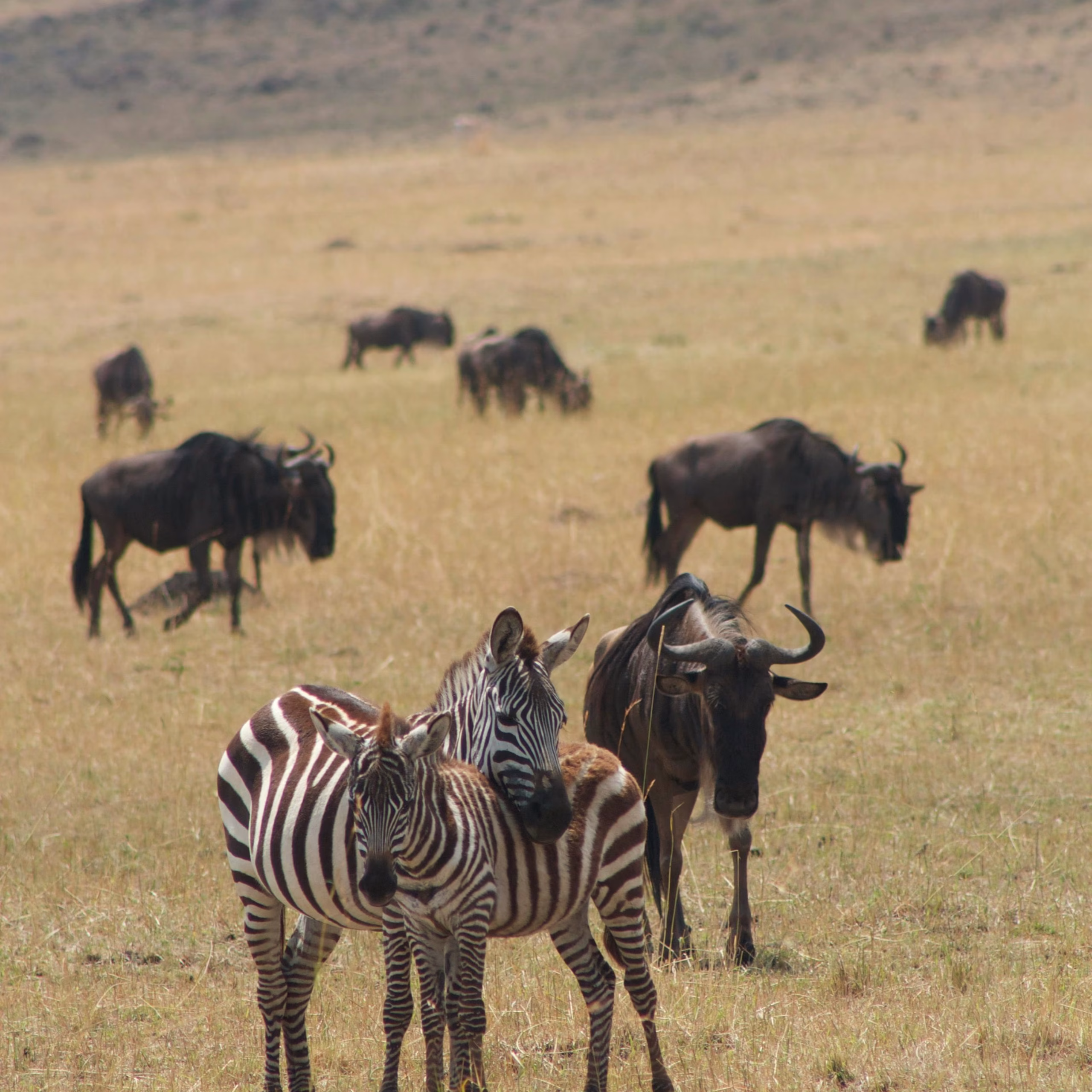 <span> Day 3 </span> Full Day Game Viewing INCLUDED : 1 Activity 4 Meals