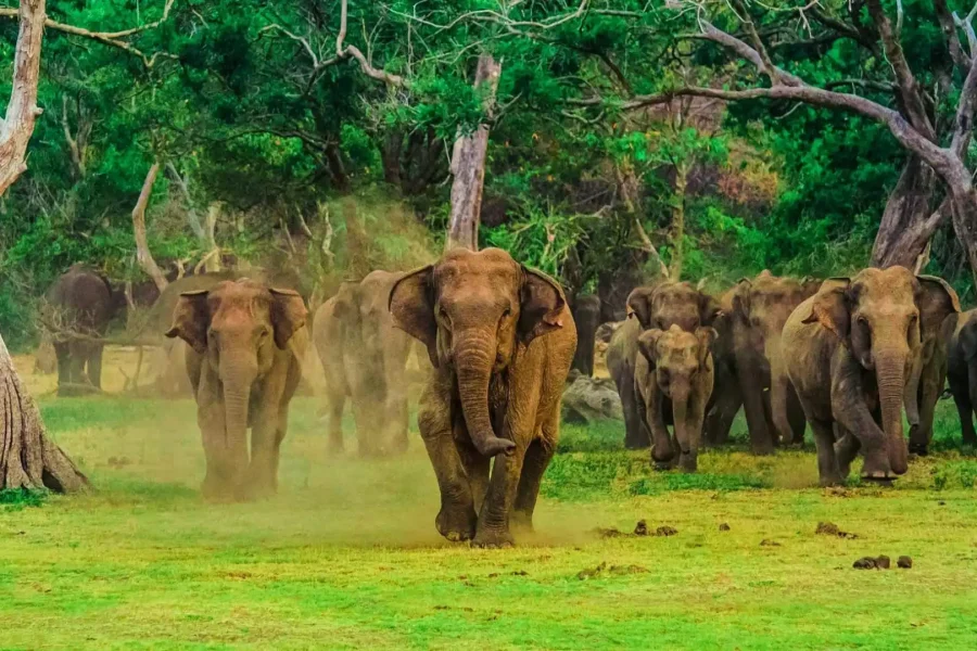 4 Nights / 5 Days- SRILANKA