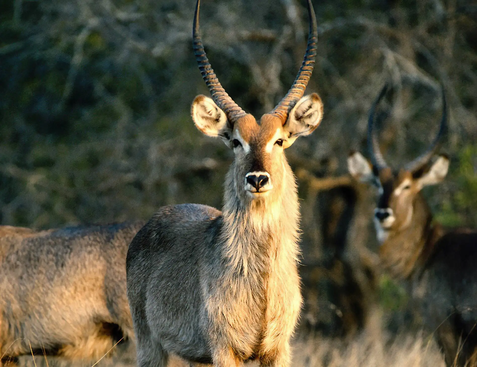 DAY 2 | Full Day Game Drives in Tarangire