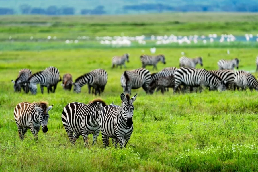 6 Nights / 7 Days-KENYA AFRICAN EXPERIENCE