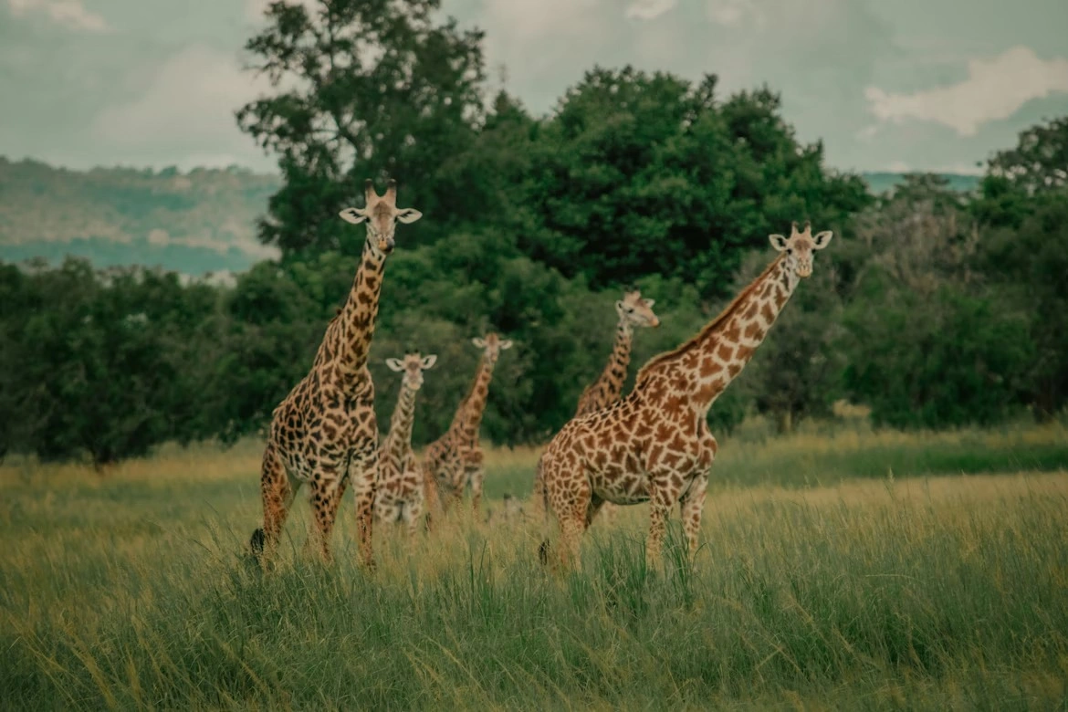 DAY 2 | Ngorongoro → Serengeti National Park