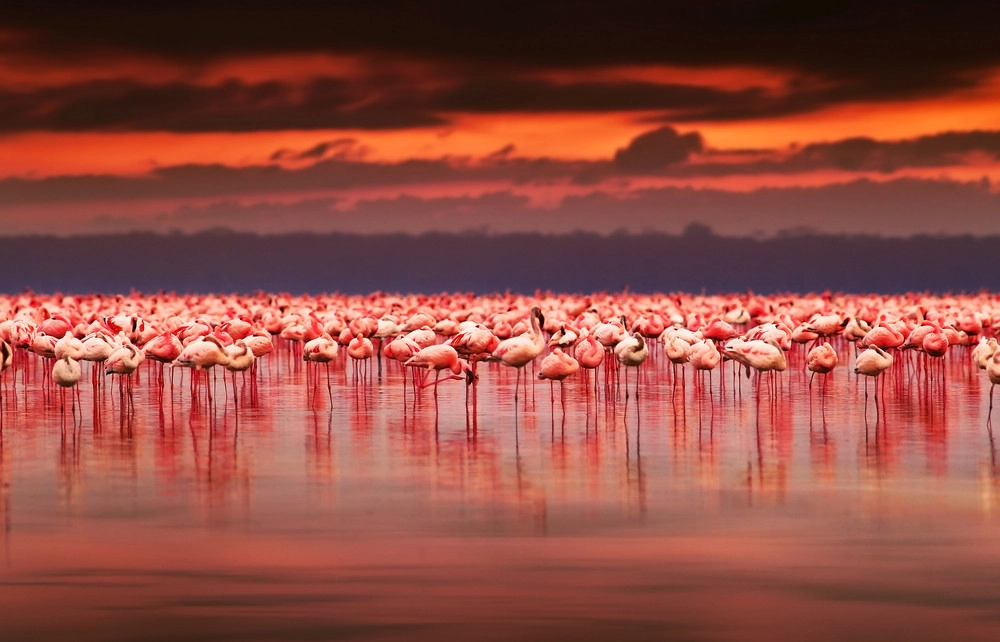 DAY 3 | Masai Mara – Lake Nakuru