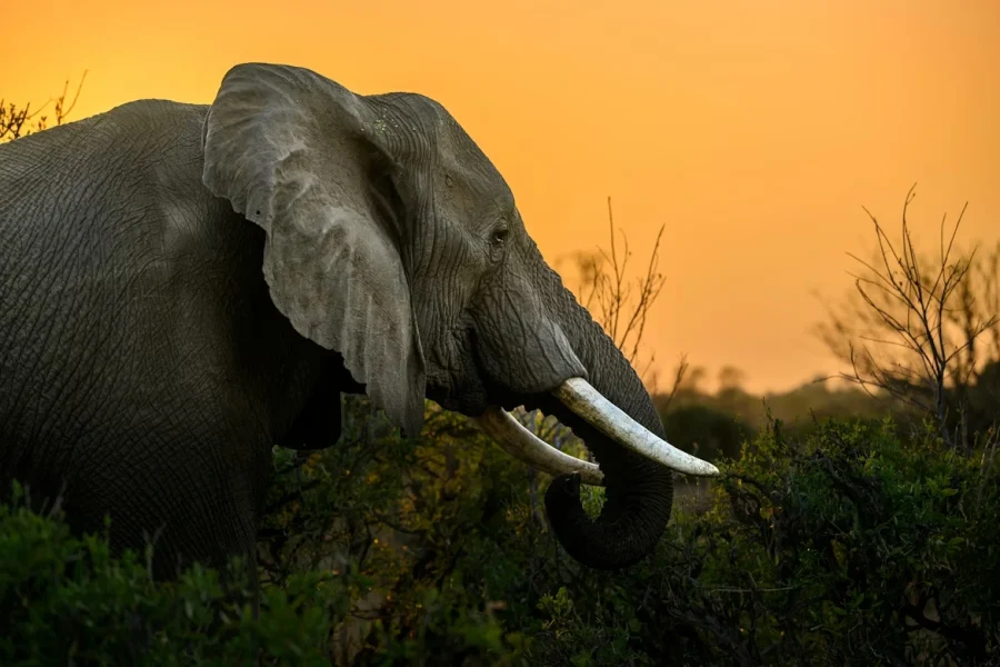 4 Nights 5 Days – TANZANIA