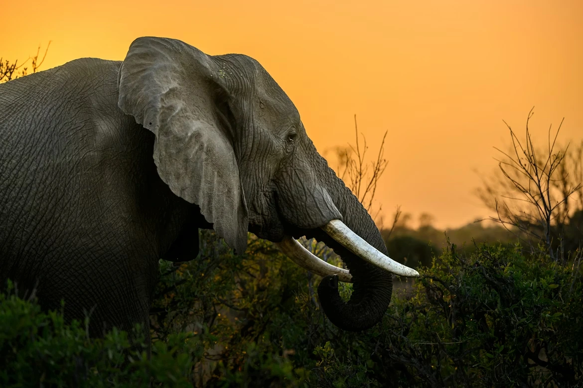 DAY 2 | Nairobi to Amboseli – Land of Giants