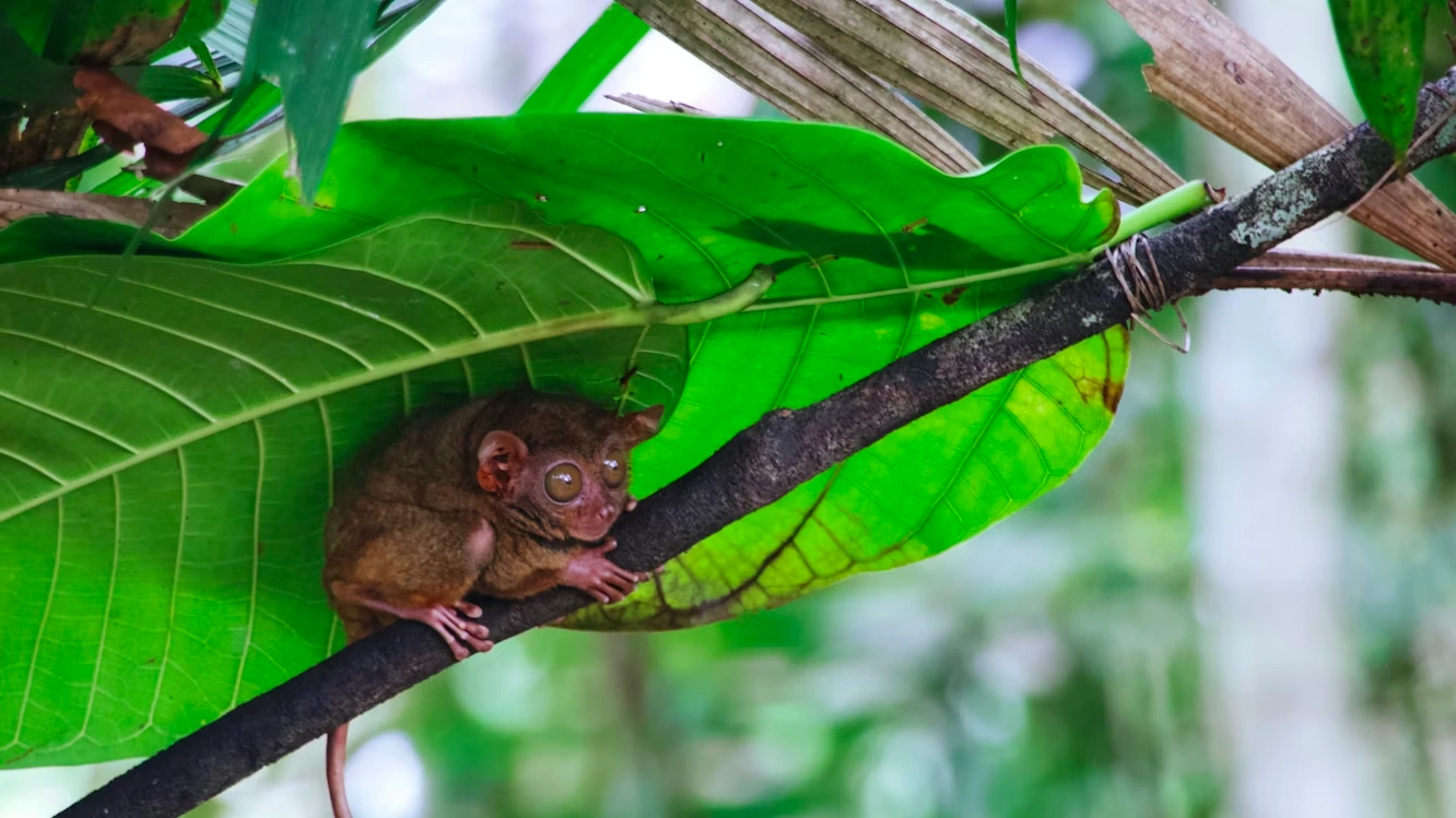 DAY 3 | Bohol Day Tour