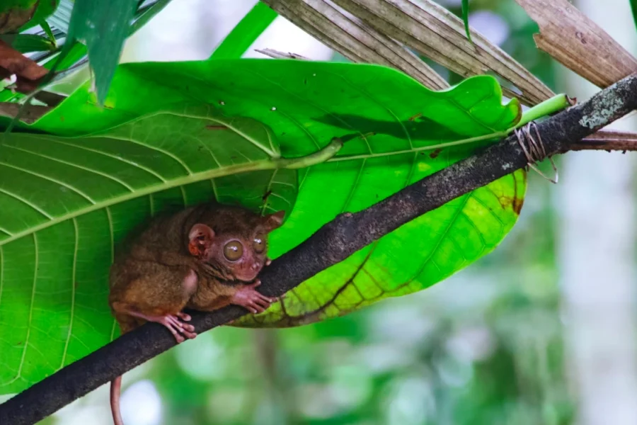 7 Nights / 8 Days-PHILIPPINES(CEBU + BORACAY + MANILA)